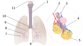 Дихальна система: Зображення до теми "Дихальна система"